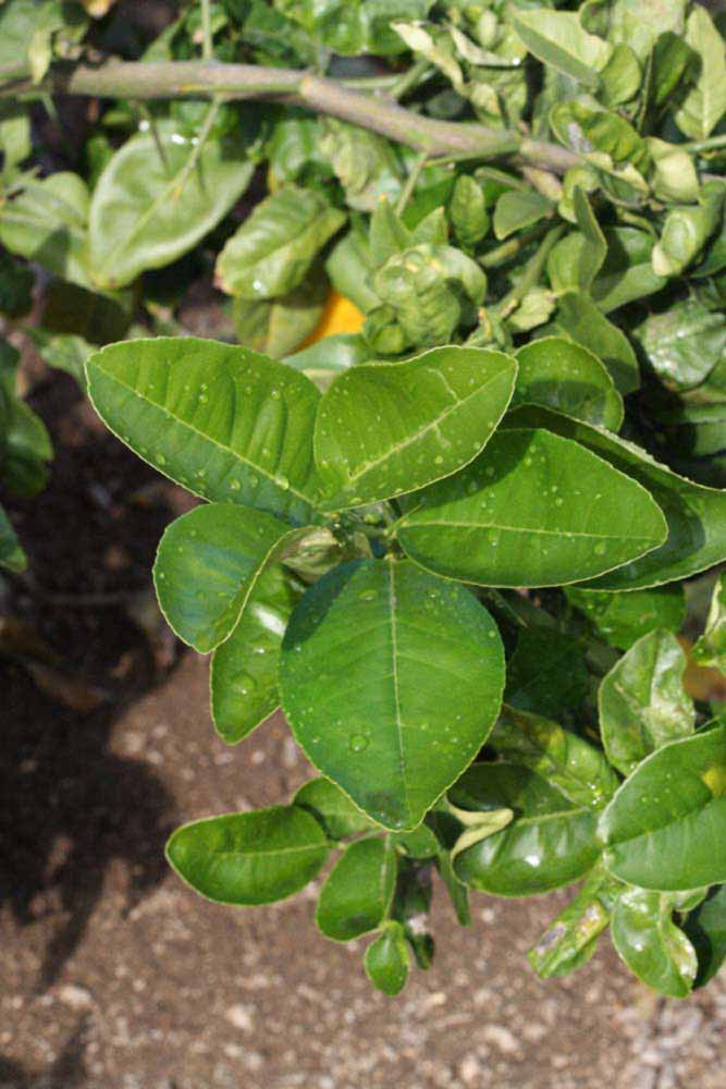              Sun leaves (S-1, Riverside, CA)   